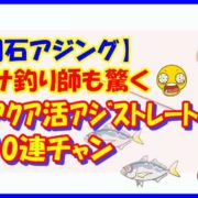 【明石アジング】エサ釣り師も驚く 熟成アクア活アジストレートで10連チャン